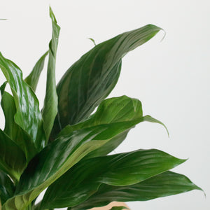 Peace Lily in Nursery Grow Pot