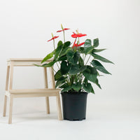 Large Anthurium andraeanum (Red) (80cm) in Nursery Grow Pot