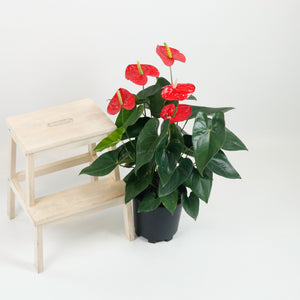 Large Anthurium andraeanum (Red) (80cm) in Nursery Grow Pot