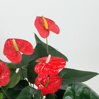 Large Anthurium andraeanum (Red) (80cm) in Nursery Grow Pot