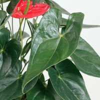 Large Anthurium andraeanum (Red) (80cm) in Nursery Grow Pot