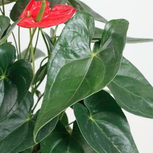 Large Anthurium andraeanum (Red) (80cm) in Nursery Grow Pot