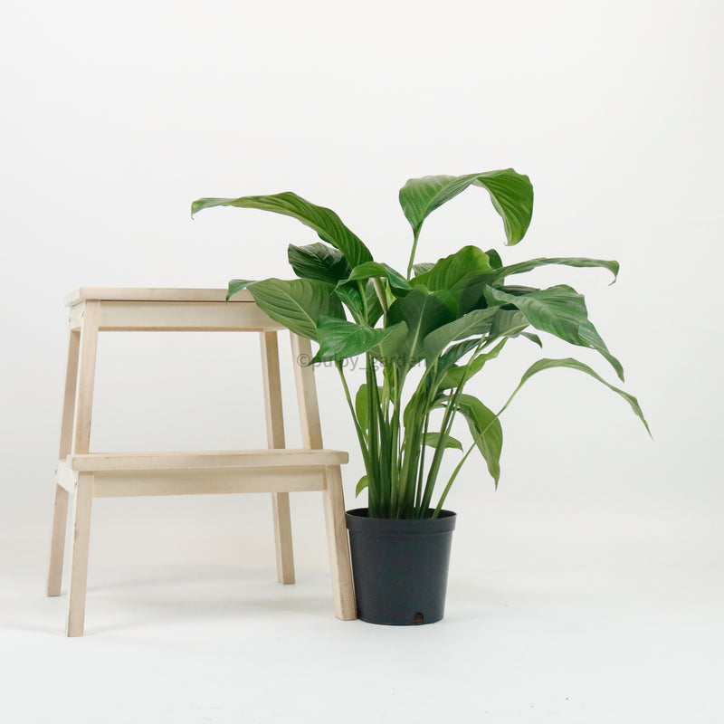 Peace Lily in Nursery Grow Pot