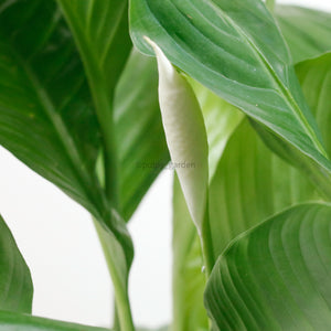 Peace Lily in Nursery Grow Pot