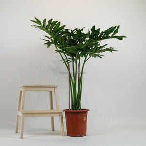 Large Philodendron Selloum (120cm) in Nursery Grow Pot