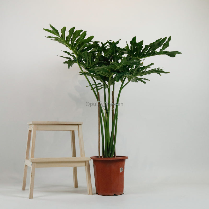 Large Philodendron Selloum (120cm) in Nursery Grow Pot