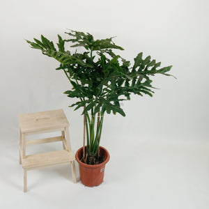 Large Philodendron Selloum (120cm) in Nursery Grow Pot