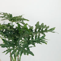 Large Philodendron Selloum (120cm) in Nursery Grow Pot