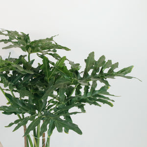 Large Philodendron Selloum (120cm) in Nursery Grow Pot