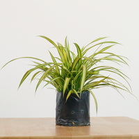 Pandanus Plant in Nursery Grow Pot