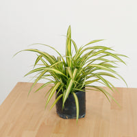 Pandanus Plant in Nursery Grow Pot