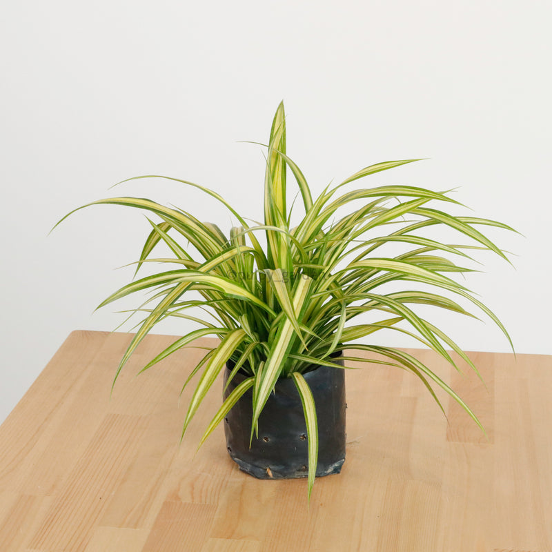 Pandanus Plant in Nursery Grow Pot