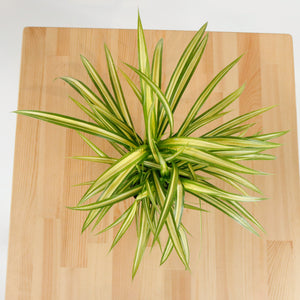 Pandanus Plant in Nursery Grow Pot