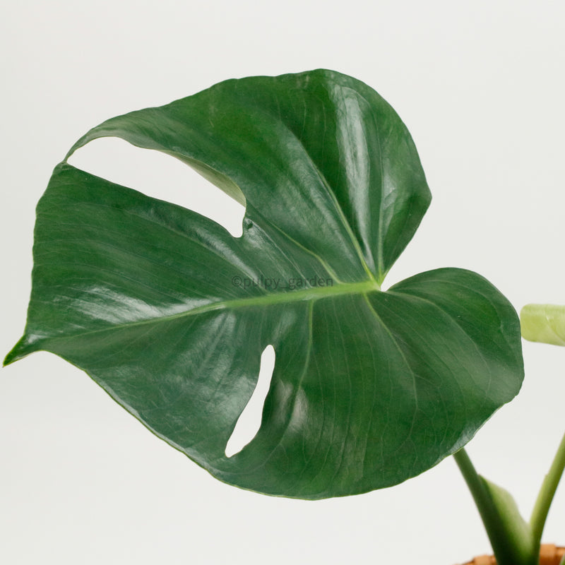 Raya Monstera