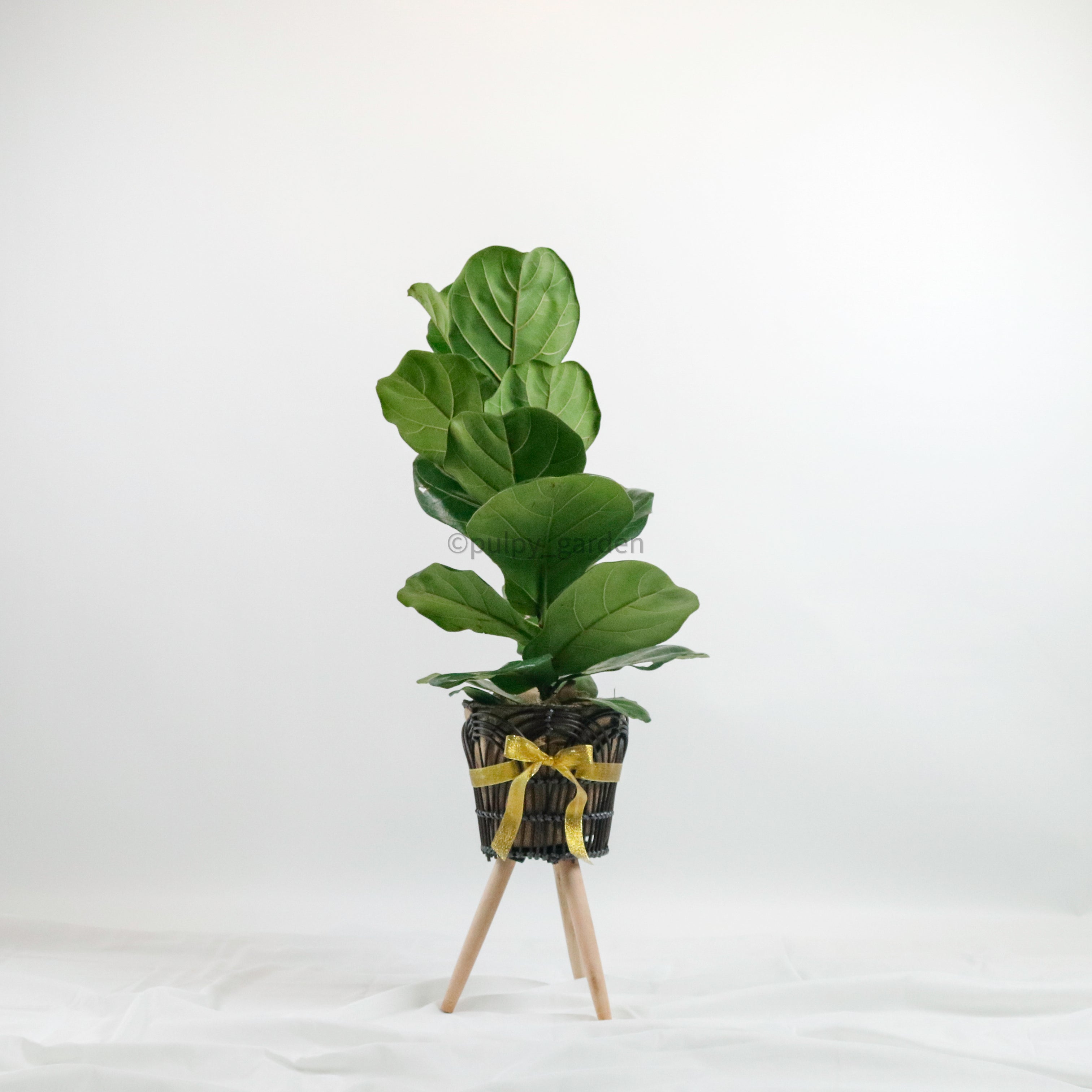 fiddle leaf fig tree sprout Raya Fiddle Leaf Fig – Pulpy Garden