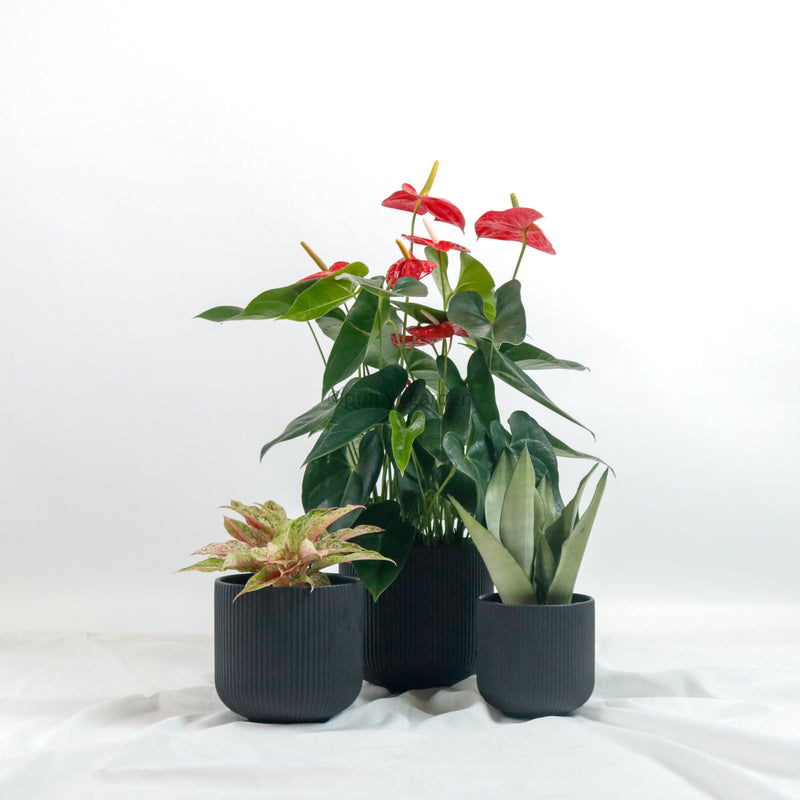 Pesona Raya Planters