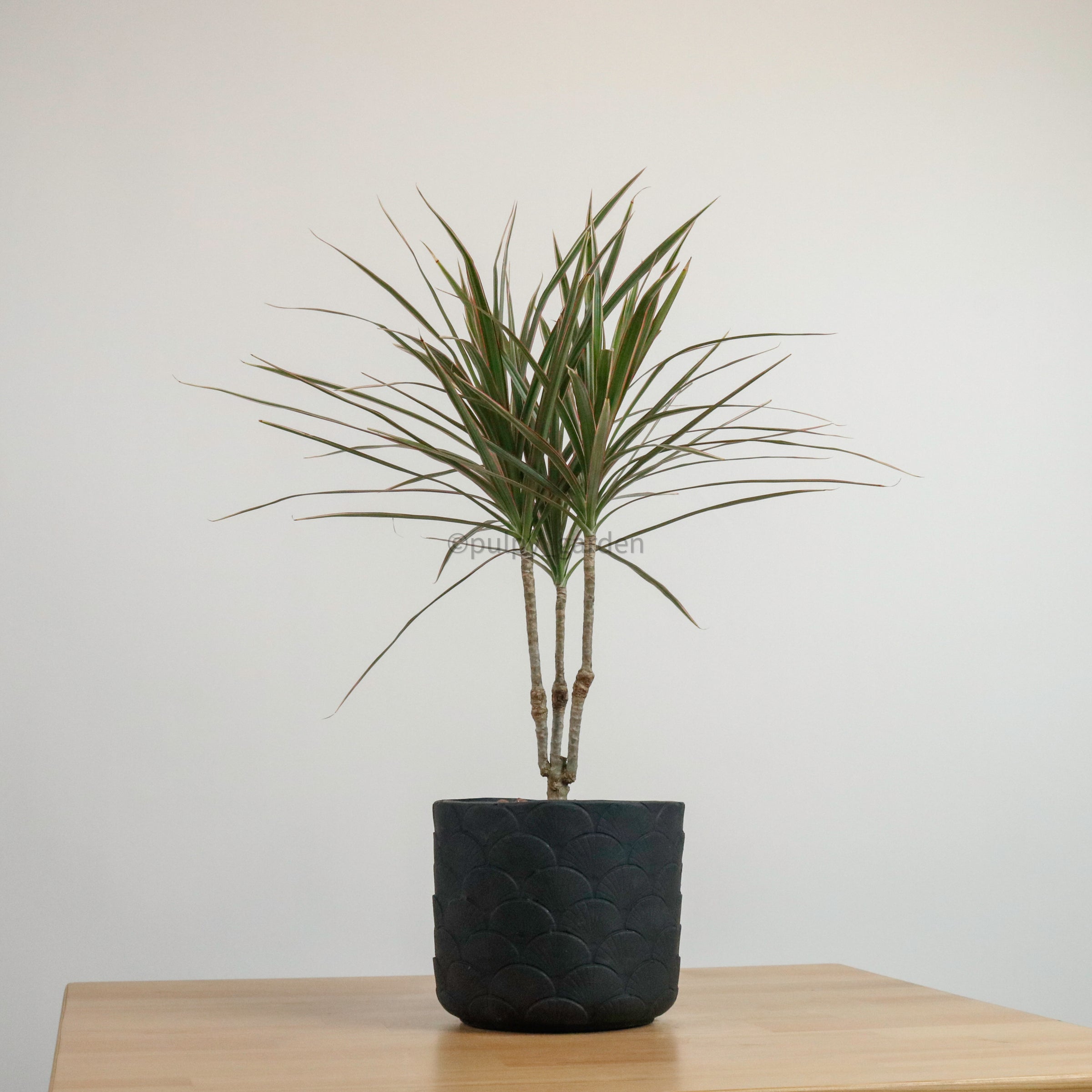 dracaena marginata tricolor outdoor Oriental Dracaena Marginata Tricolor – Pulpy Garden