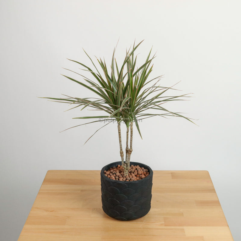 Oriental Dracaena Marginata Tricolor