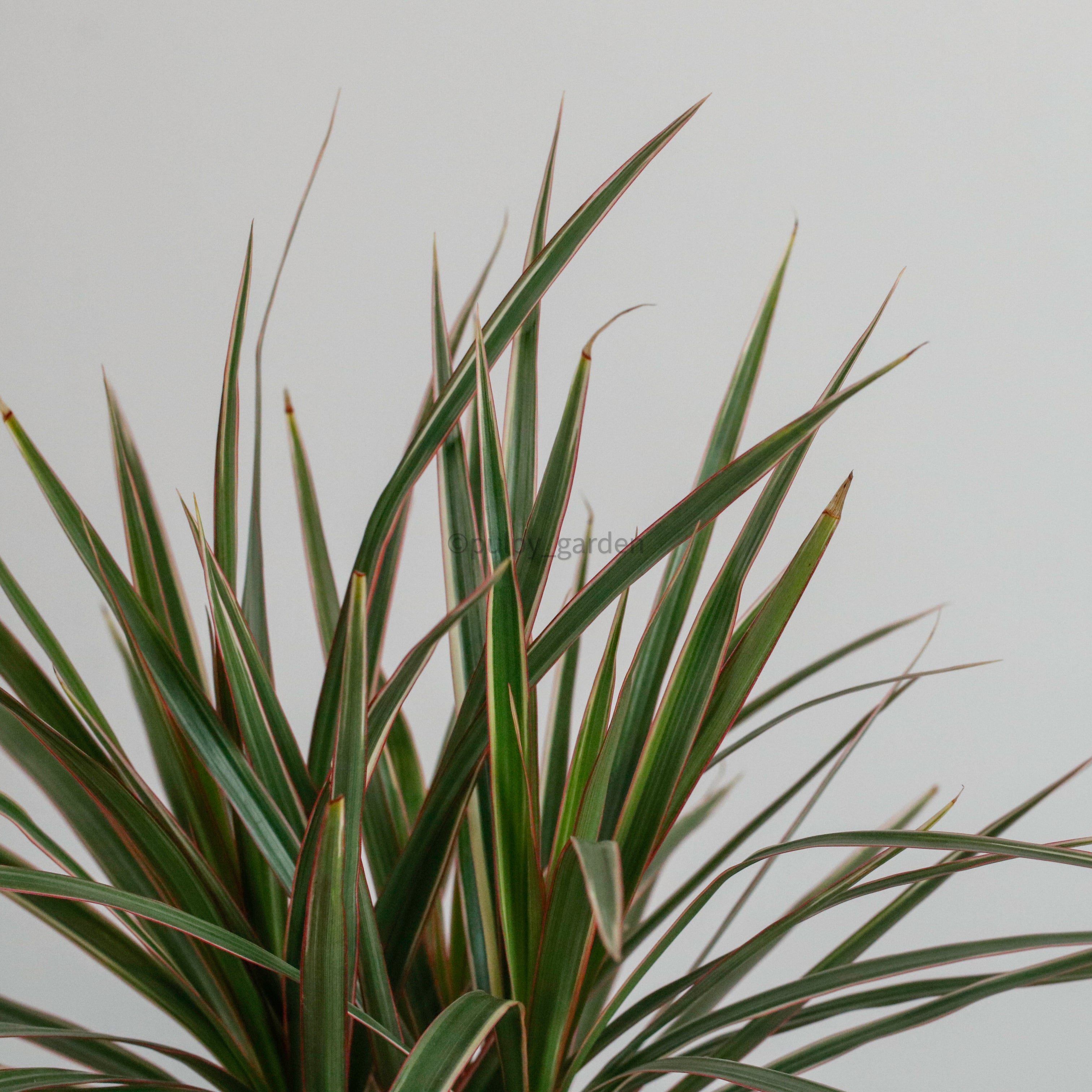 Oriental Dracaena Marginata Tricolor – Pulpy Garden