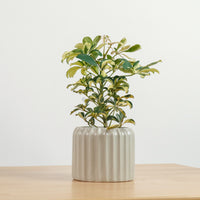 Schefflera variegated in Ribbed Planter