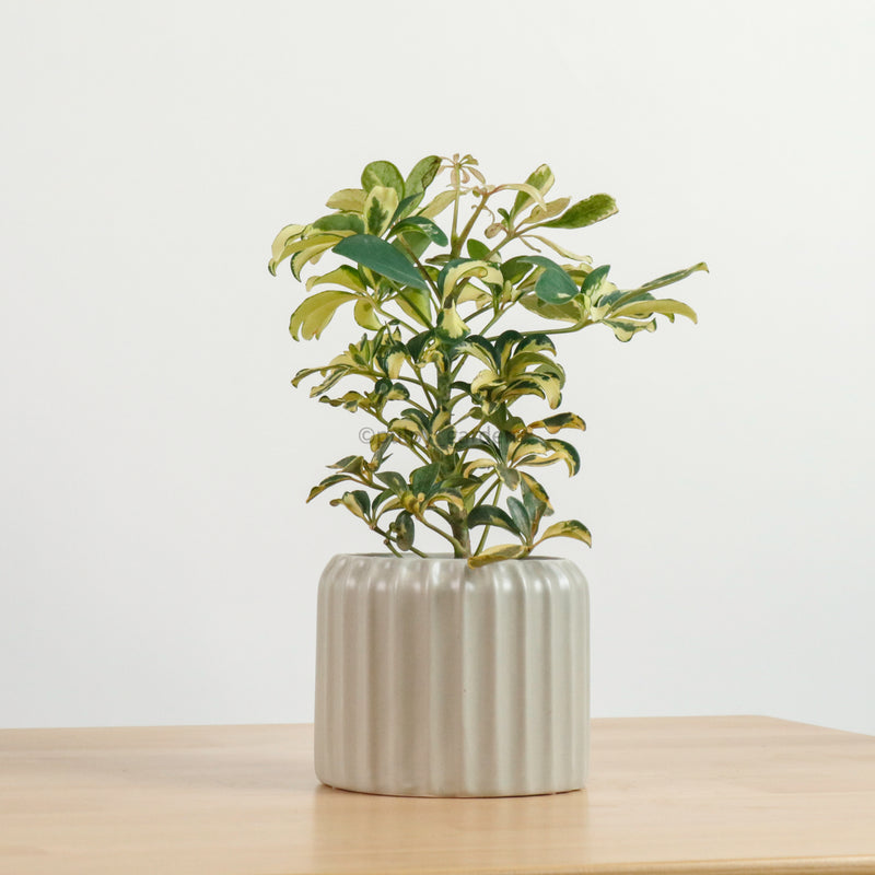 Schefflera variegated in Ribbed Planter