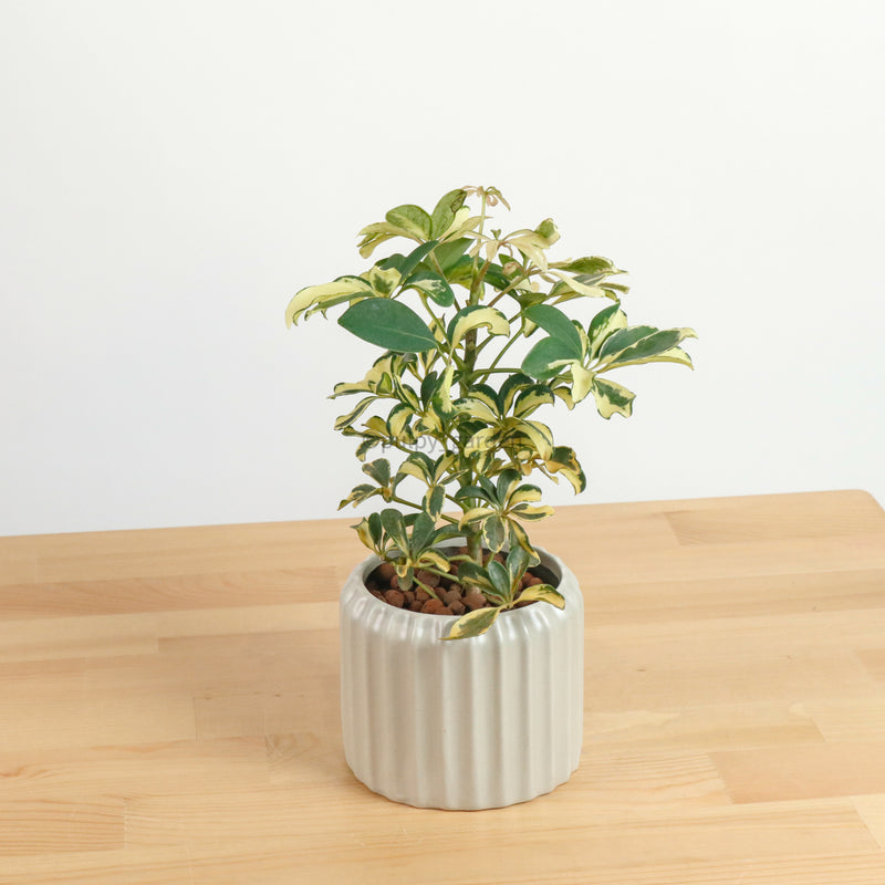 Schefflera variegated in Ribbed Planter