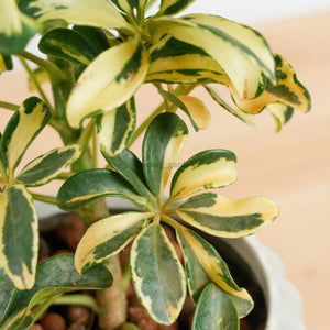 Schefflera variegated in Ribbed Planter