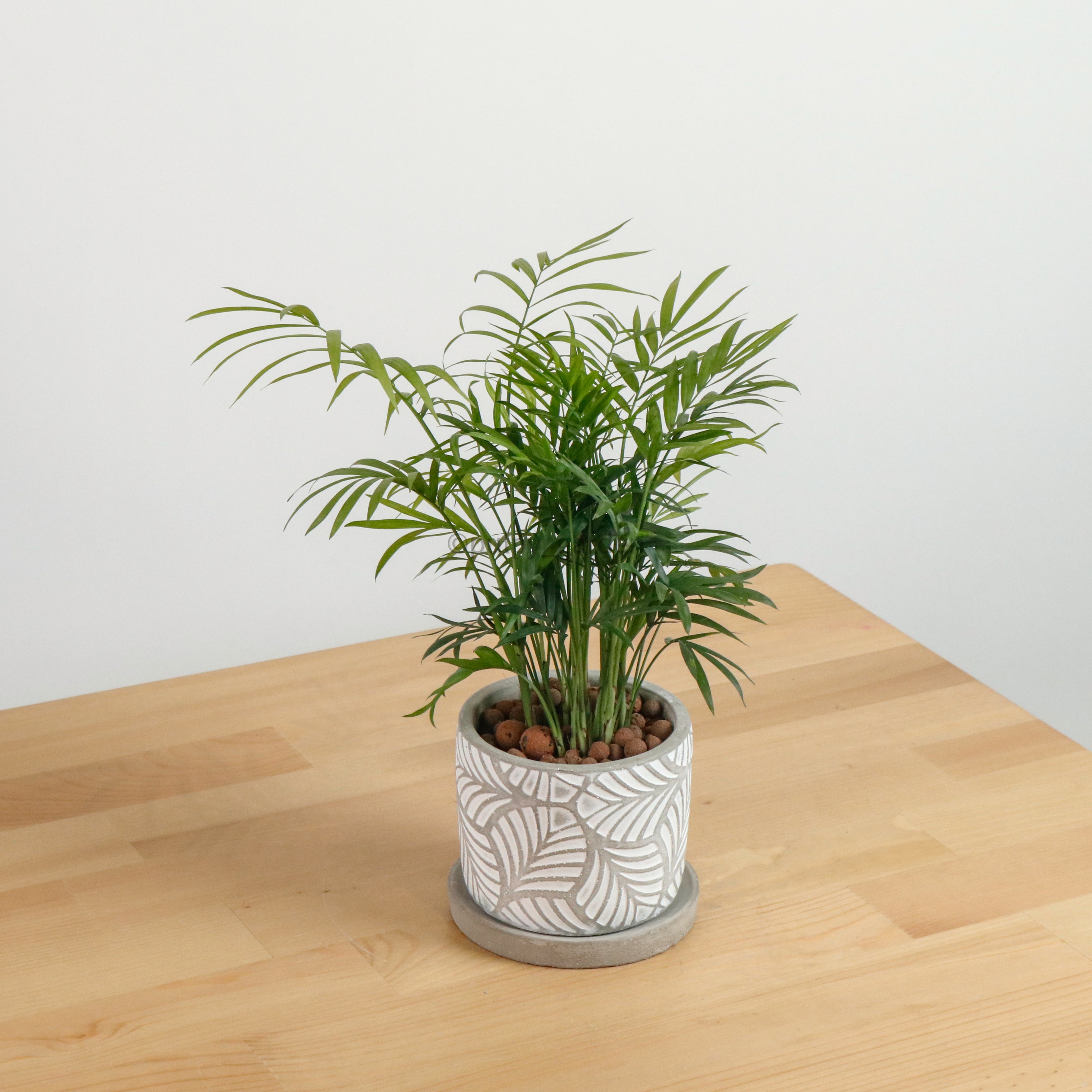 miniature parlor palm Bella Palm – Pulpy Garden