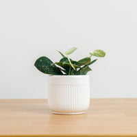 Scindapsus pictus ‘silver pothos' in Bella Planter