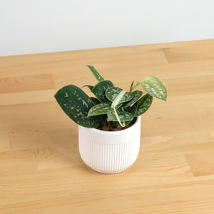 Scindapsus pictus ‘silver pothos' in Bella Planter