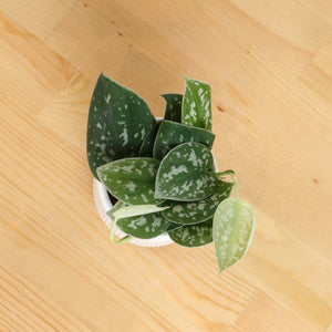 Scindapsus pictus ‘silver pothos' in Bella Planter