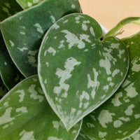 Scindapsus pictus ‘silver pothos' in Bella Planter