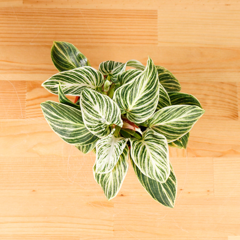 spider plant all green leaves Spider Plant (Chlorophytum 'Reverse') main image 0