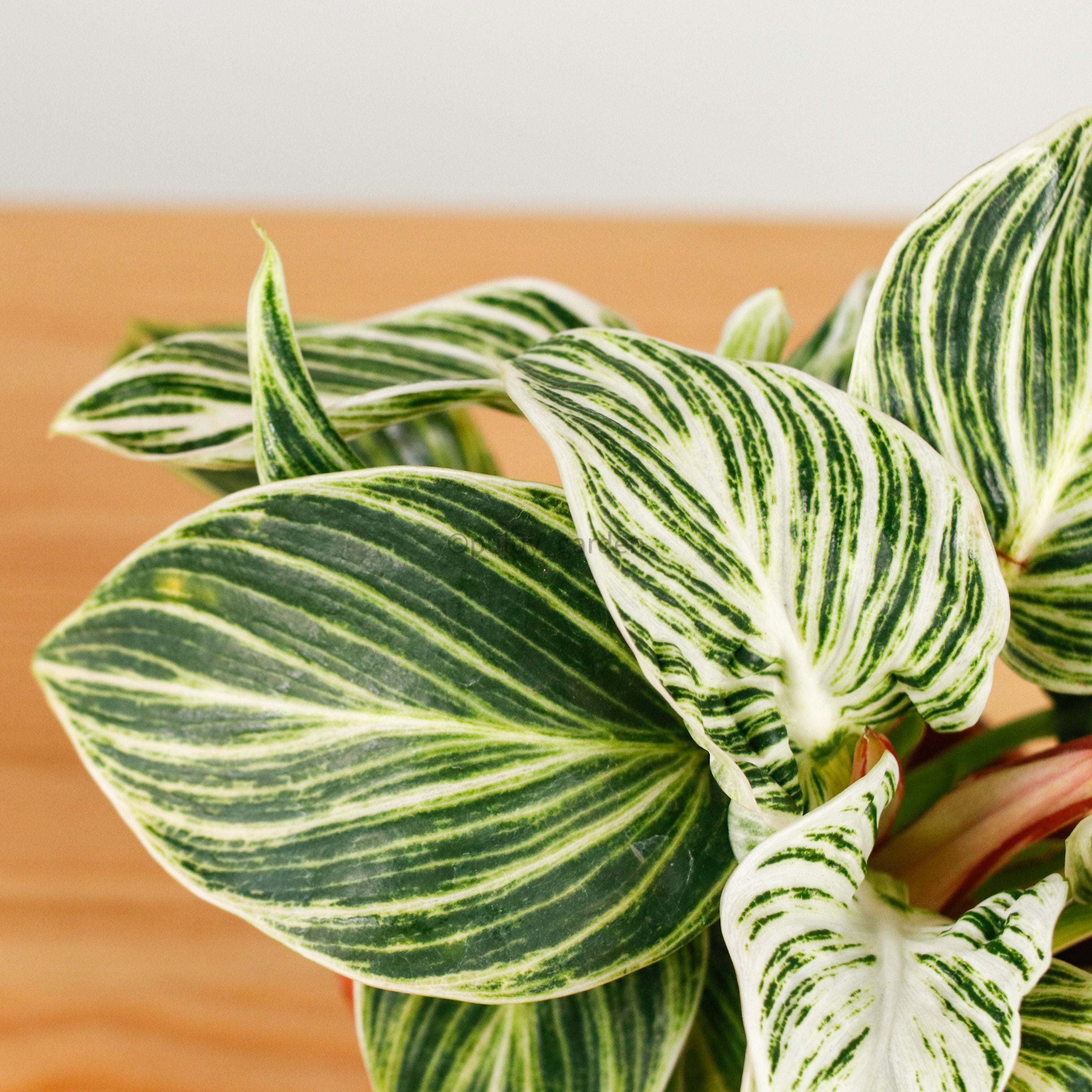 Philodendron Birkin in Nursery Grow Pot – Pulpy Garden