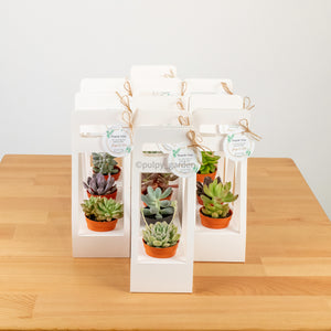 Succulents Door Gift