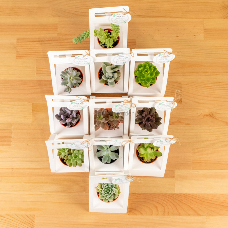 Succulents Door Gift