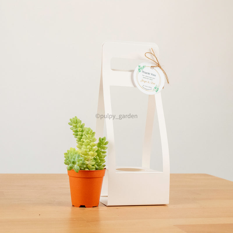 Succulents Door Gift