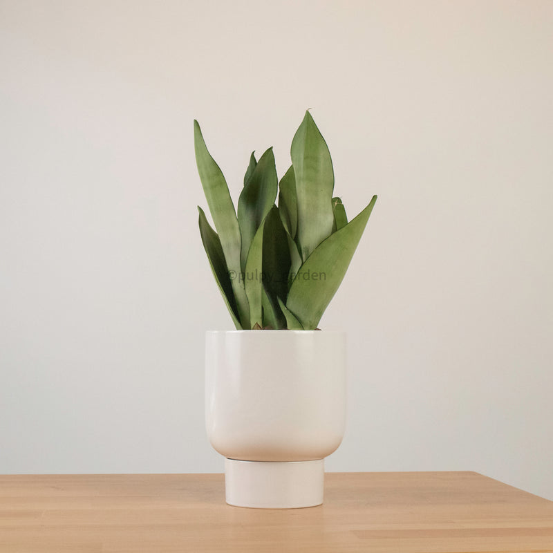 Sansevieria Trifasciata Moonshine in Designer Planter