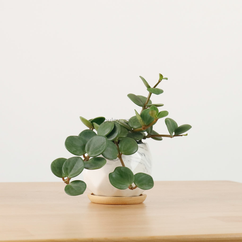 Peperomia 'Hope' in Geometric Marble Planter