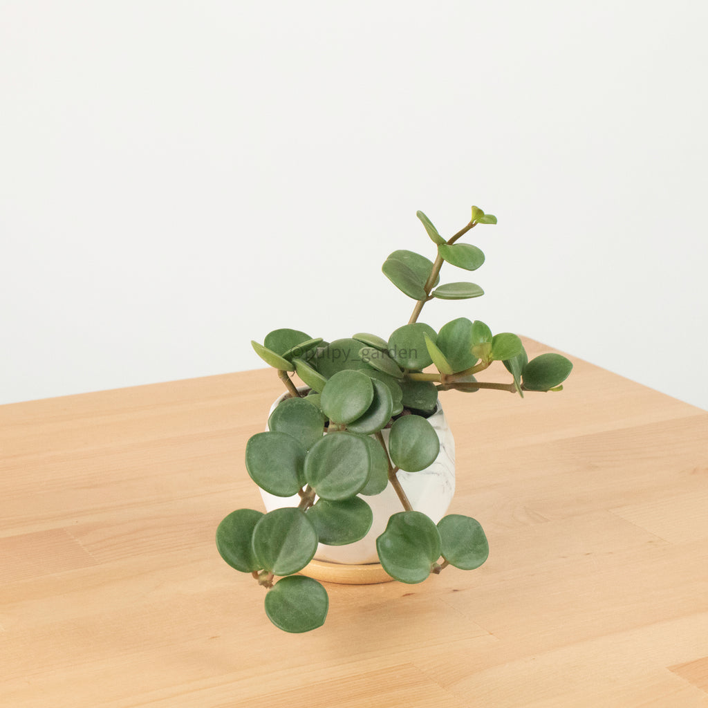 Peperomia 'Hope' in Geometric Marble Planter