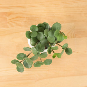 Peperomia 'Hope' in Geometric Marble Planter