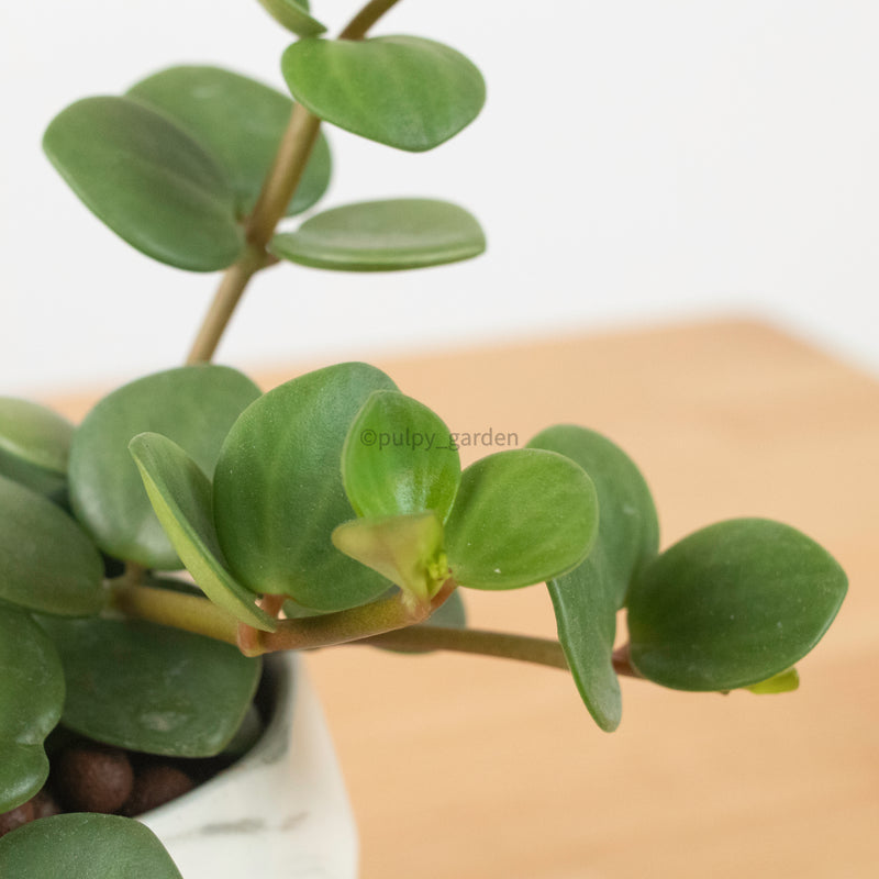 Peperomia 'Hope' in Geometric Marble Planter