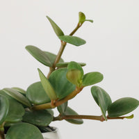 Peperomia 'Hope' in Geometric Marble Planter