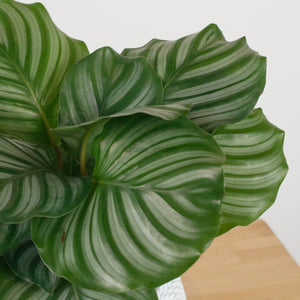 Calathea Orbifollia in Concrete Floral