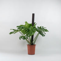 Large Monstera deliciosa (120cm) in Nursery Grow Pot