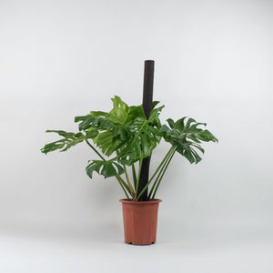 Large Monstera deliciosa (120cm) in Nursery Grow Pot