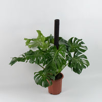 Large Monstera deliciosa (120cm) in Nursery Grow Pot