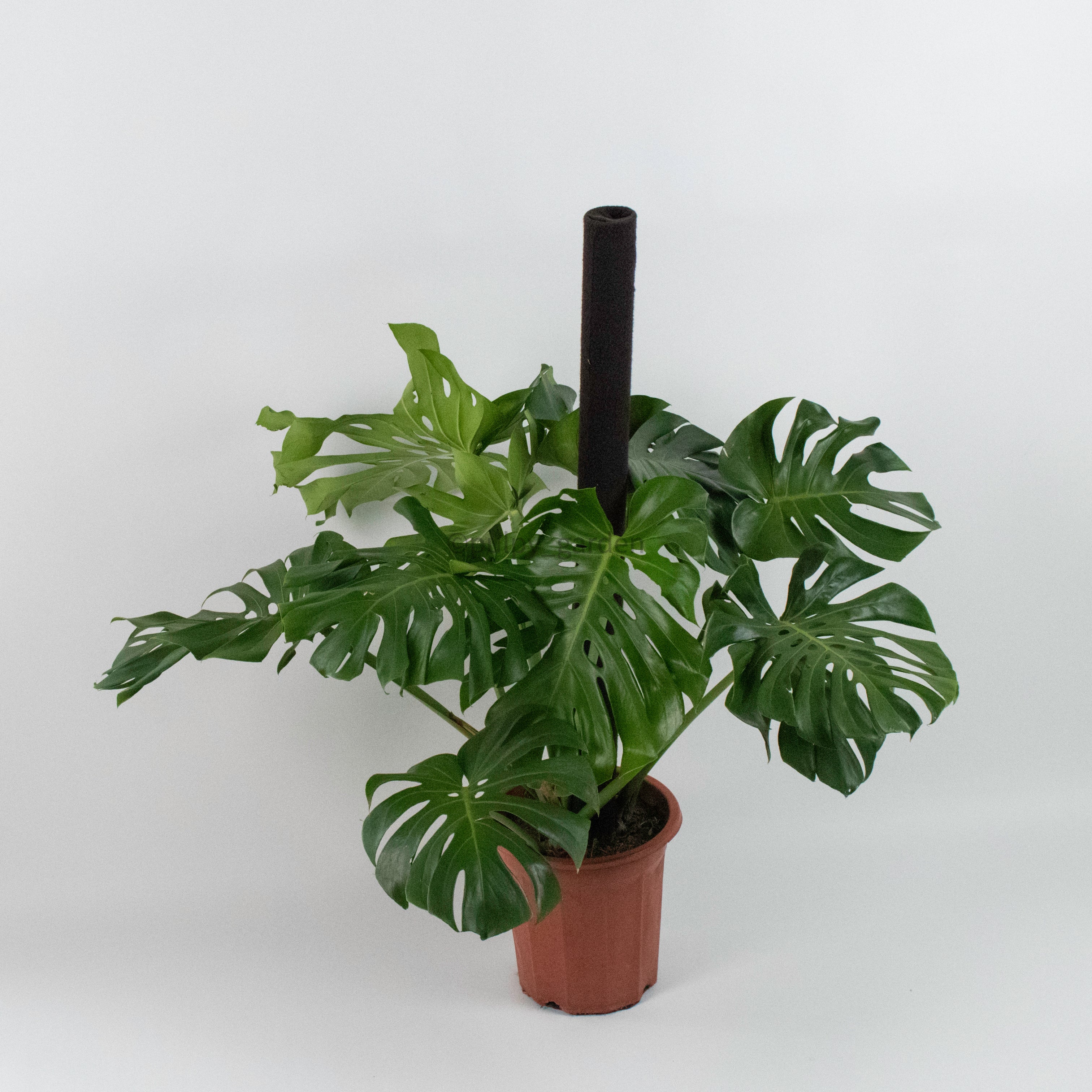 jumbo premium monstera Large Monstera deliciosa (125cm) in Nursery Grow Pot – Pulpy Garden