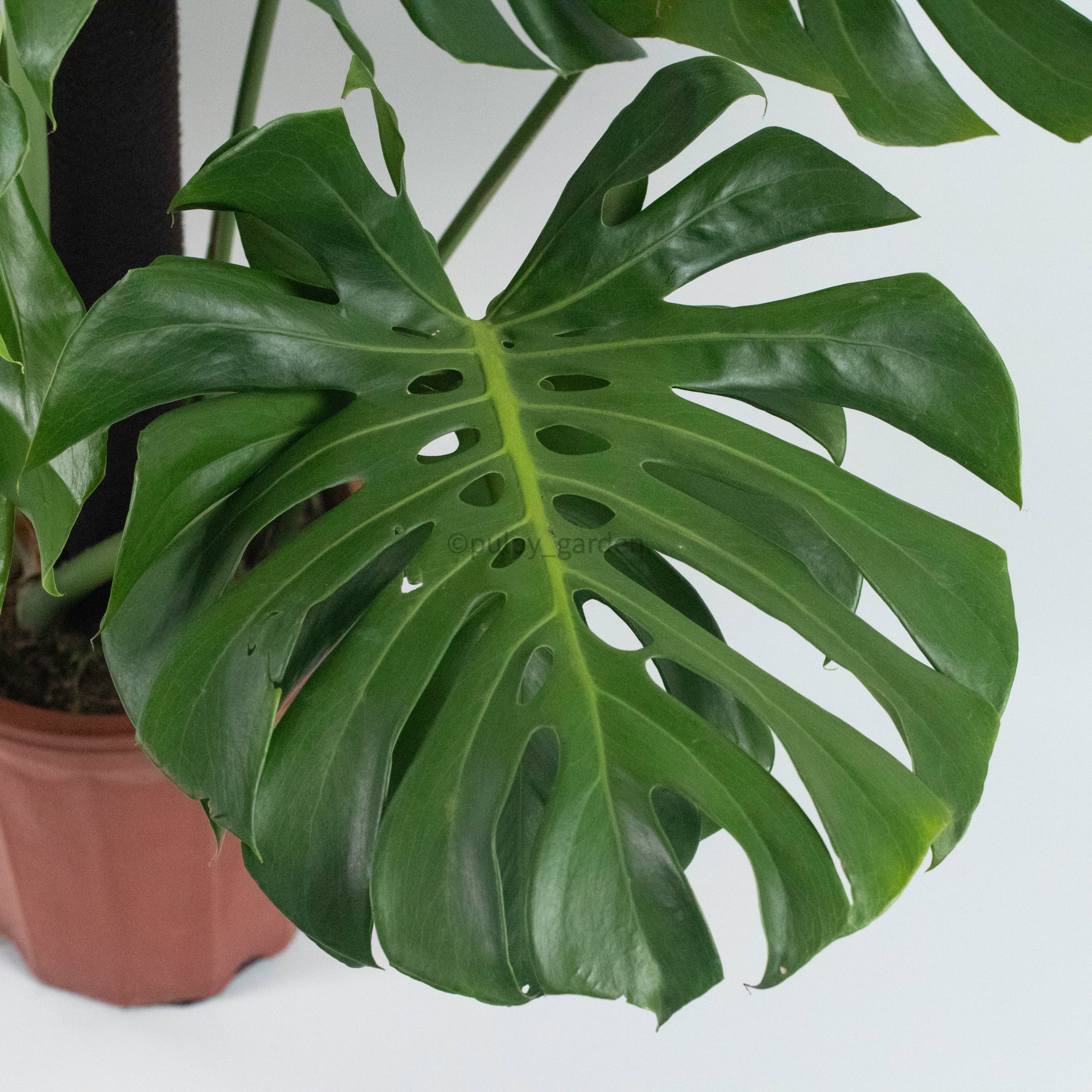 monstera deliciosa giant Large Monstera deliciosa (125cm) in Nursery Grow Pot – Pulpy Garden