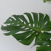 Large Monstera deliciosa (120cm) in Nursery Grow Pot